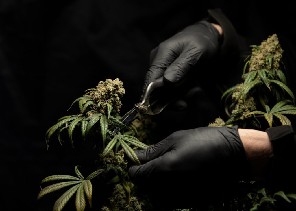 cutting our cannabis flowers and plants. high quality CBD. hemp products. cannabis light. weed. marijuana. canapa. cannabis leaf
follow us on instagram @crystalweed_official and please link back to our website www.crystalweed.it