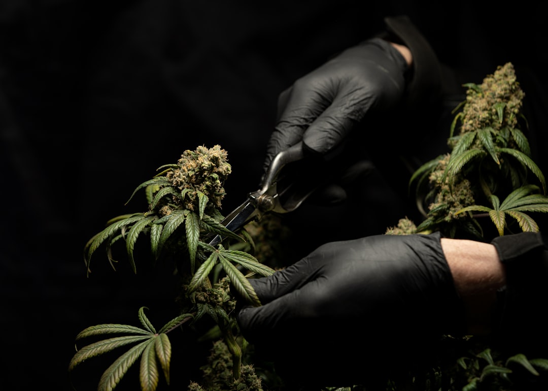 cutting our cannabis flowers and plants. high quality CBD. hemp products. cannabis light. weed. marijuana. canapa. cannabis leaf
follow us on instagram @crystalweed_official and please link back to our website www.crystalweed.it